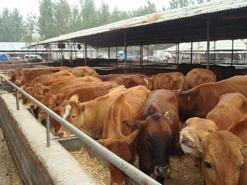 养牛场粪水回用和牛粪生产垫料资源化利用案例